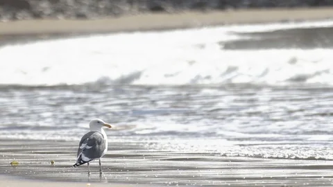 Sea gull Stock Footage 88081939