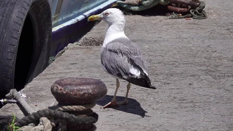 Sea gull  Stock Footage 136142227