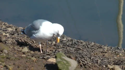 Sea gull foraging on mud flats at marina Stock Footage 4366630