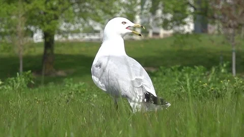 Sea gull in grass Stock Footage 83083782