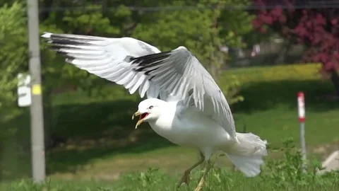 Sea gull in grass Stock Footage 83083798