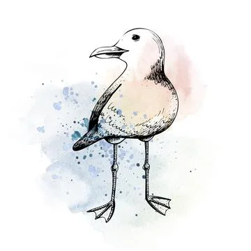 Sea gull. Isolated object drawn by hand in graphic technique. Watercolor Stock Illustration
