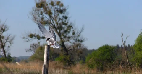 Sea gull landing Stock Footage 89797624