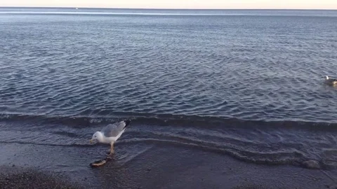 Sea Gull Larus marinus Eats Fish on a Black Sea - Crimea Stock Footage 119688469
