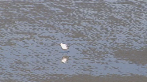 Sea Gull at Low Tide 스톡 동영상 54759320