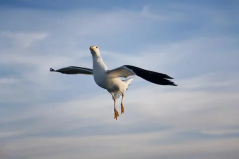 Sea gull Stockfoto's