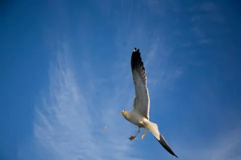 Sea gull Stock Photos