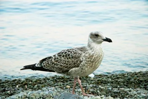 Sea-gull Stock Photos