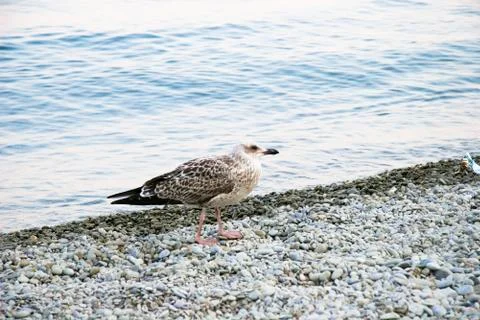 Sea-gull Stock Photos