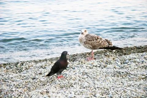 Sea-gull Stock Photos