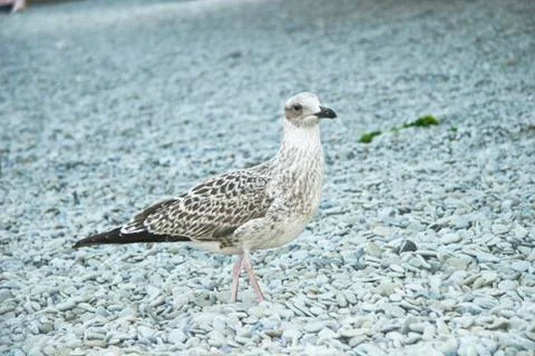 Sea-gull Stock Photos