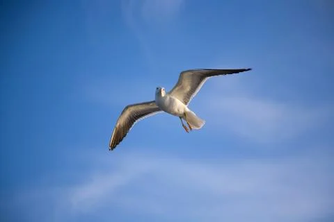 Sea gull Stock Photos