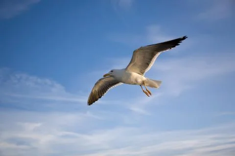 Sea gull Stock Photos