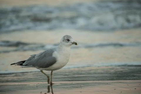 Sea Gull Stock Photos