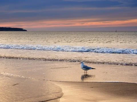 Sea gull Stock Photos