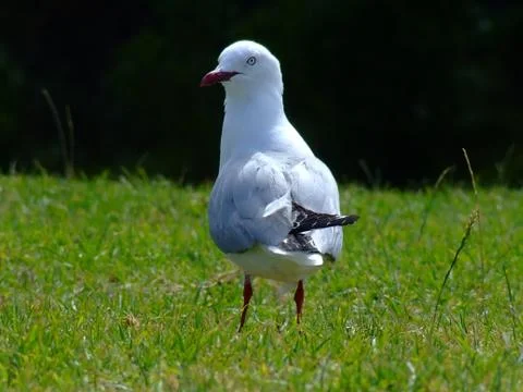 Sea Gull Stock Photos