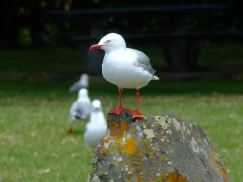 Sea Gull Stock Photos