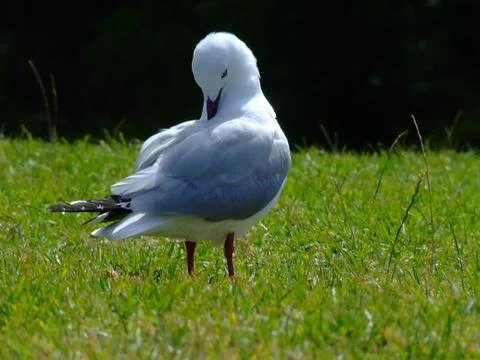 Sea Gull Stock Photos