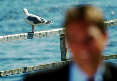 Sea gull 스톡 사진