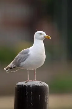Sea gull Stock Photos