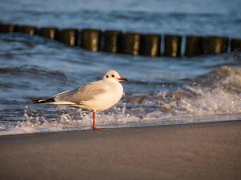 Sea gull Stock Photos