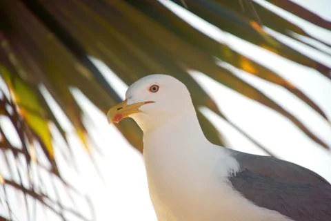 Sea gull Stock-Fotos