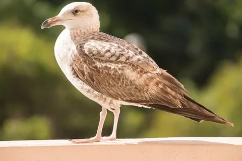 Sea gull Stock Photos