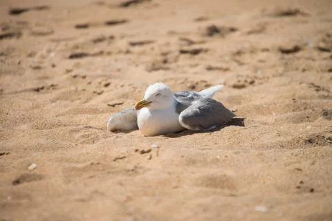 Sea gull Foto stock