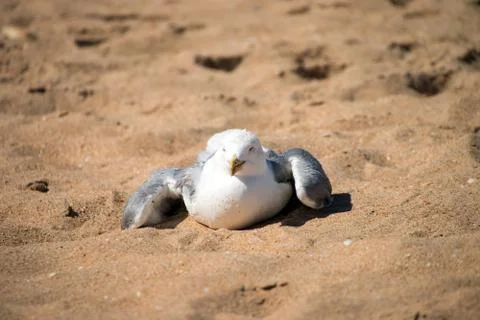 Sea gull Stock Photos