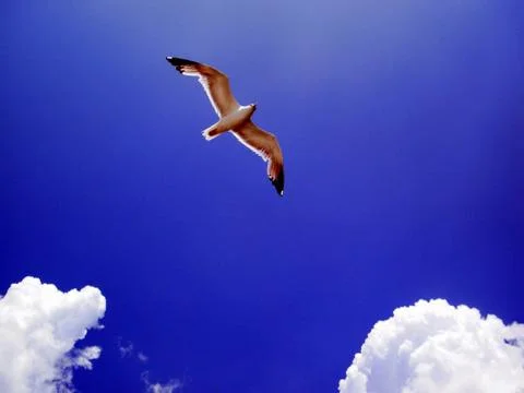 Sea gull Stock Photos