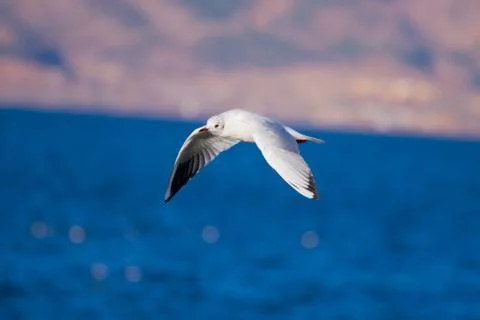 Sea gull Stock Photos