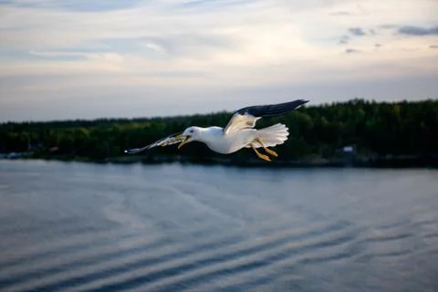 Sea gull Stock Photos