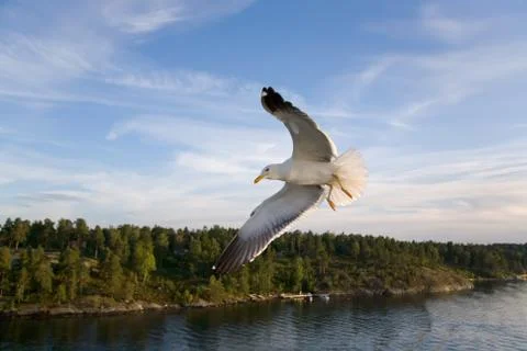Sea gull Stock Photos