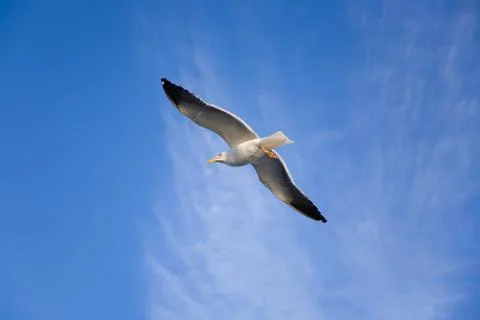 Sea gull Stock Photos
