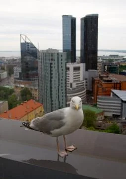 Sea gull Stock Photos
