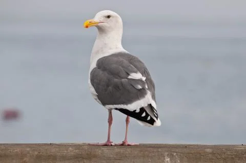 Sea Gull Stock Photos