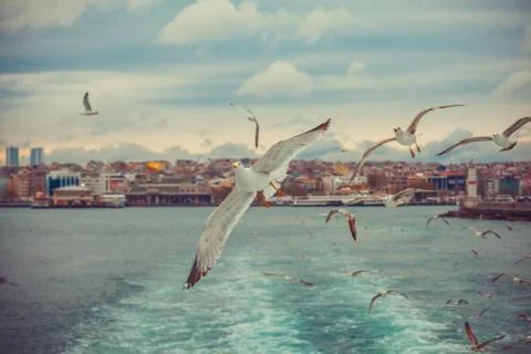 Sea gull Foto stock