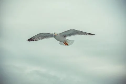 Sea gull Stock Photos