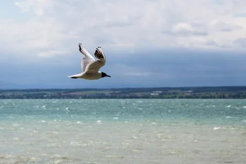 Sea gull Foto stock