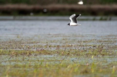 Sea gull Stock Photos