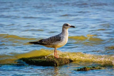 Sea Gull Stock Photos