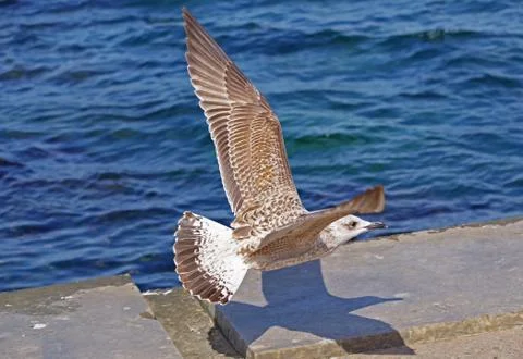The sea gull Stock Photos