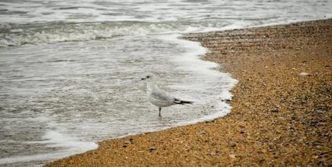 Sea gull Stock Photos
