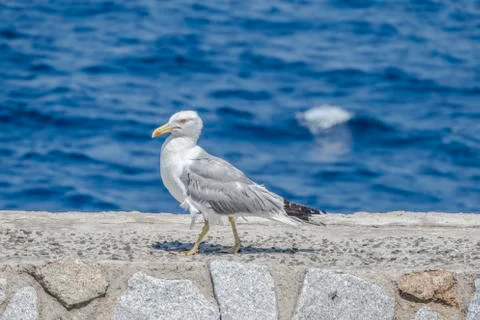 Sea gull Foto stock