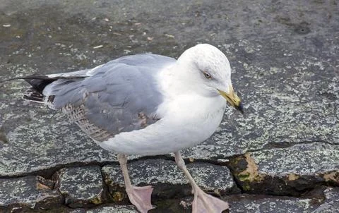 Sea gull Stock Photos