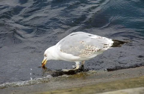 Sea gull Stock Photos