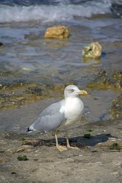 Sea gull Stock Photos