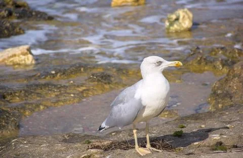 Sea gull Stock Photos