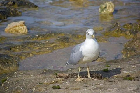 Sea gull Stock Photos