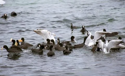 The sea gull Stock Photos